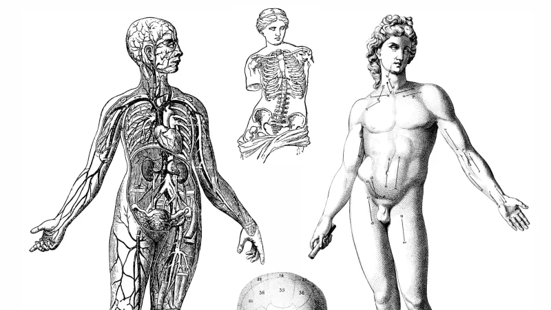 Human anatomy physiology 2022 11 14 03 06 07 utc